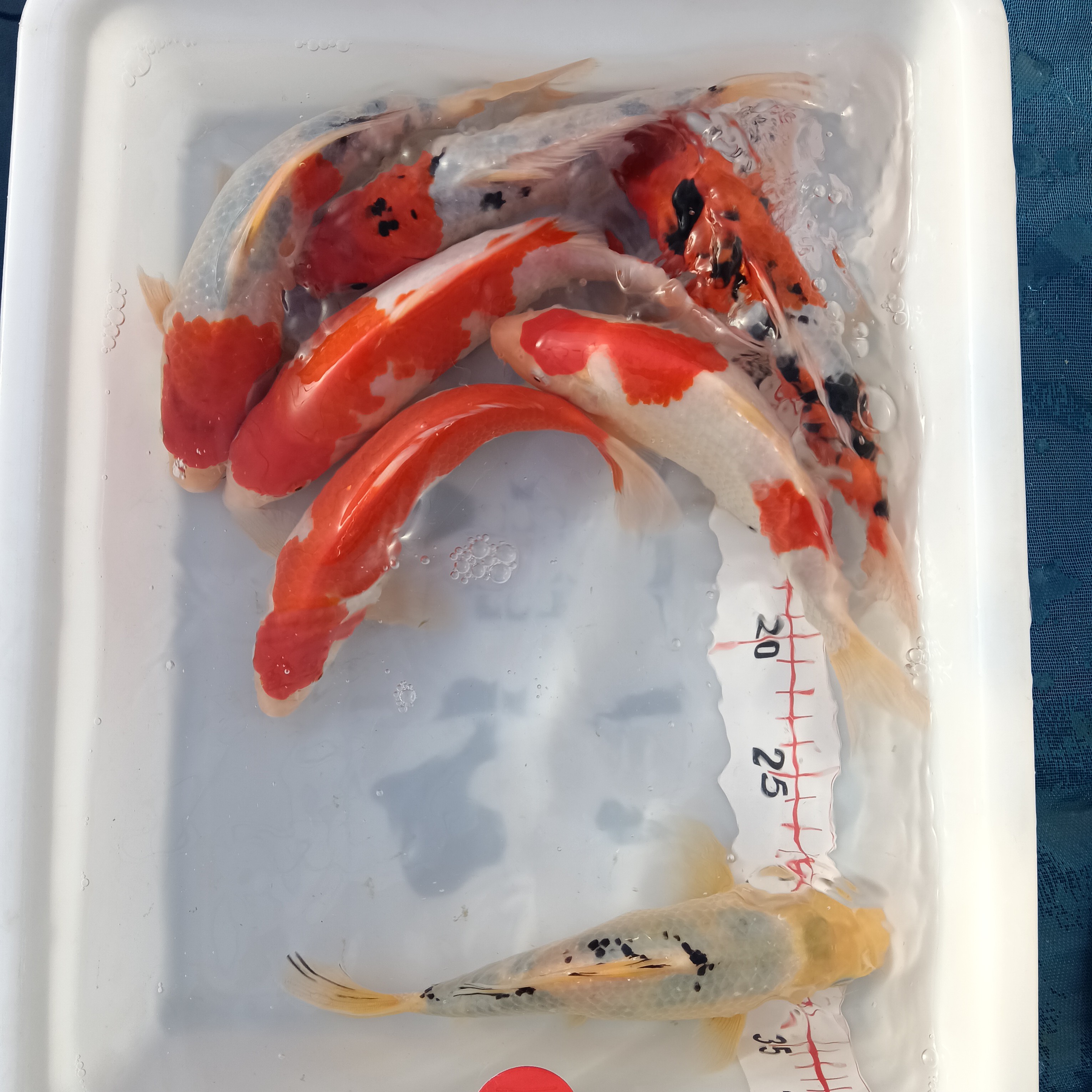 锦鲤冷水淡水观赏鱼好养耐活风水招财