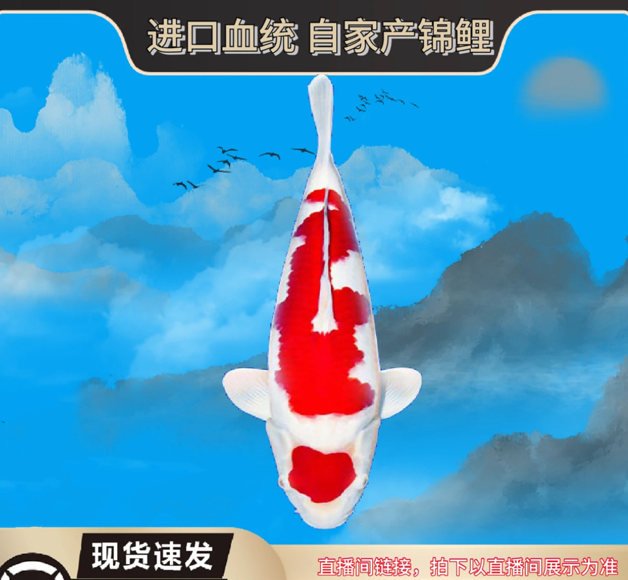 锦鲤红白大正昭和