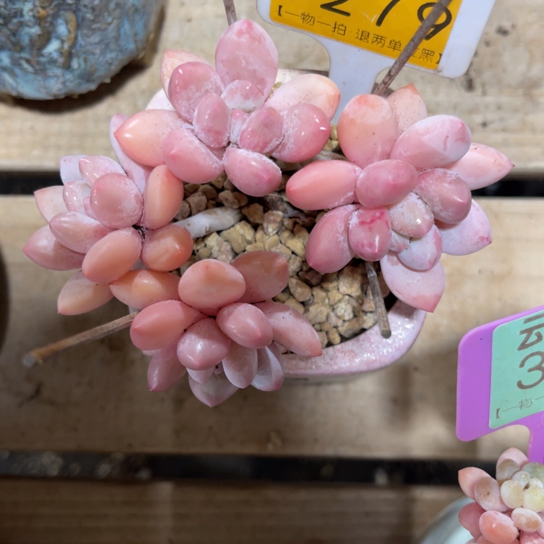 茉***莉云尘多肉一物一拍不含盆1279