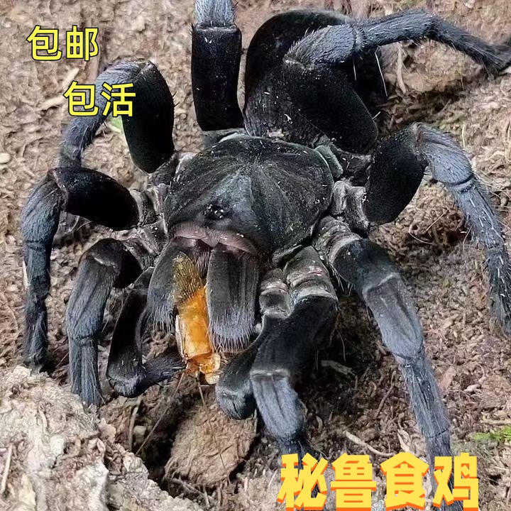 秘鲁食鸡包邮包活包健康