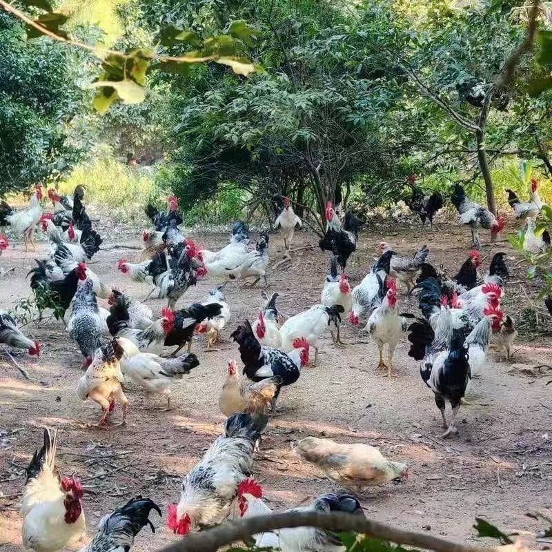 花柴宠物鸡（活鸡包邮）