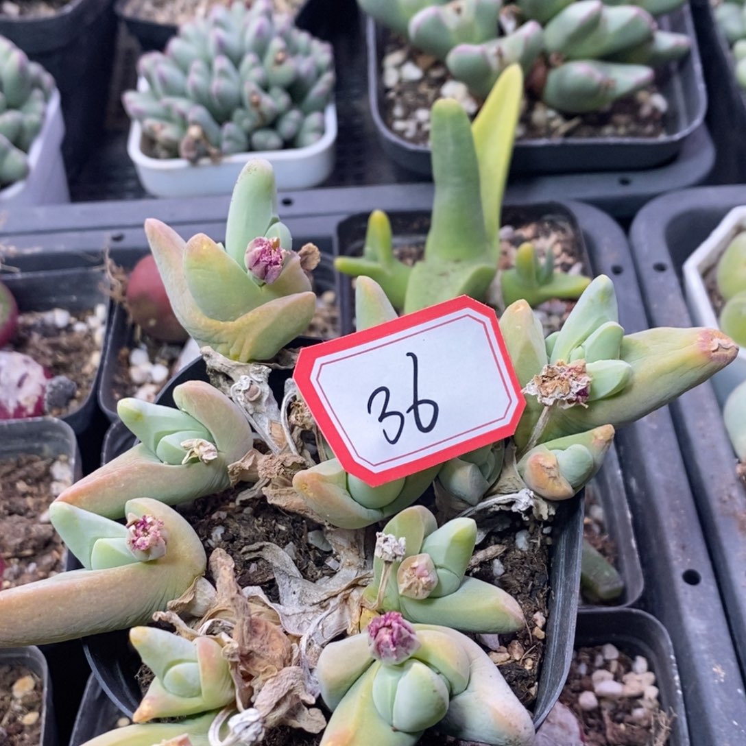 草*雪56666699686686888588