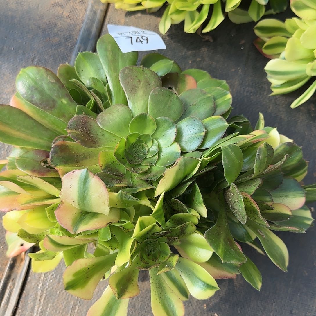 749多肉 邵羞七彩法师