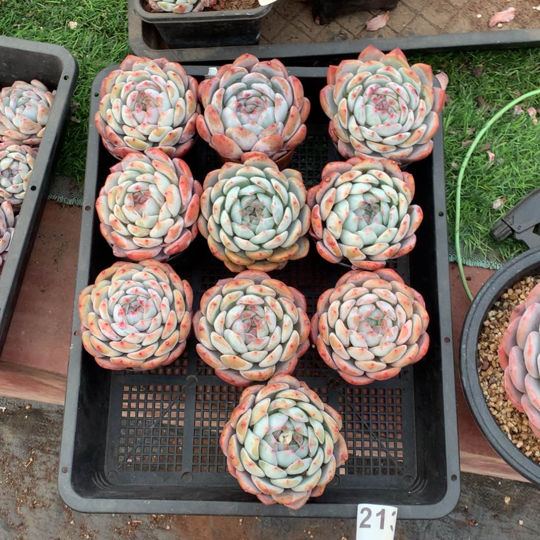 213橙子多肉植物组合