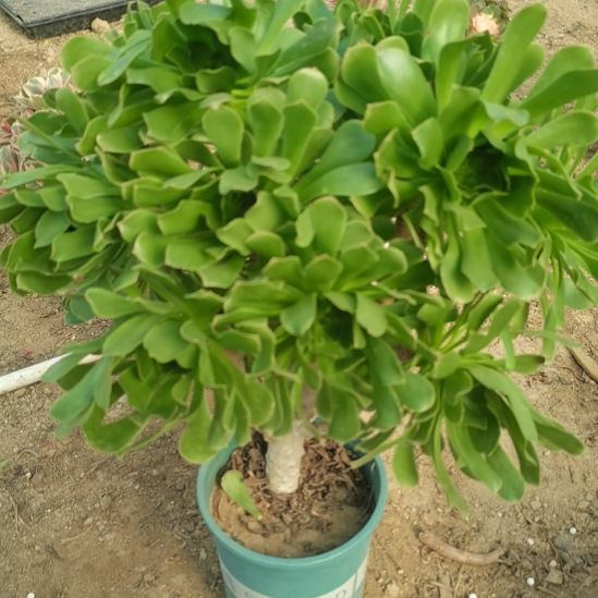 原始绿嫁接木法师多肉法师1