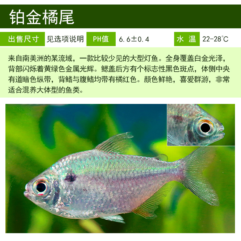 【福袋】 铂金橘尾1条 【福袋不承担损耗 不包全品】