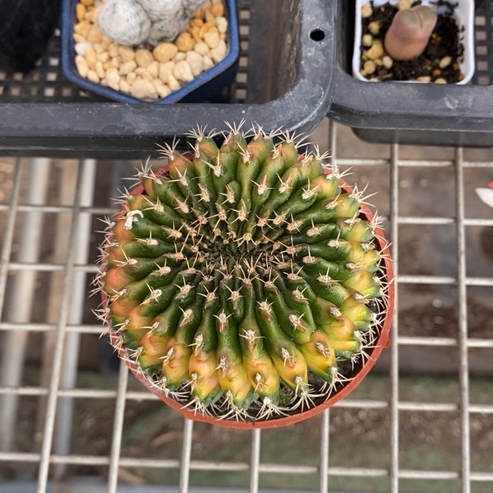 伯克利和格蕾纳等著名音乐