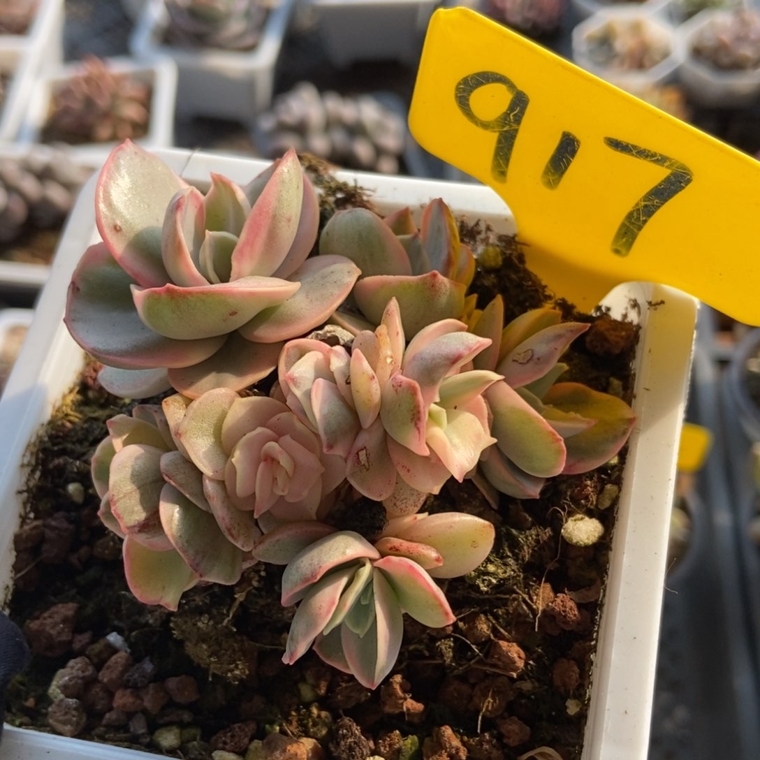 917秀妍锦多肉植物保护