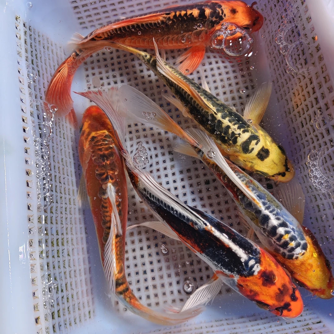 大尺寸德系血统锦鲤  11尾 温顺好养耐活 全国包邮包损