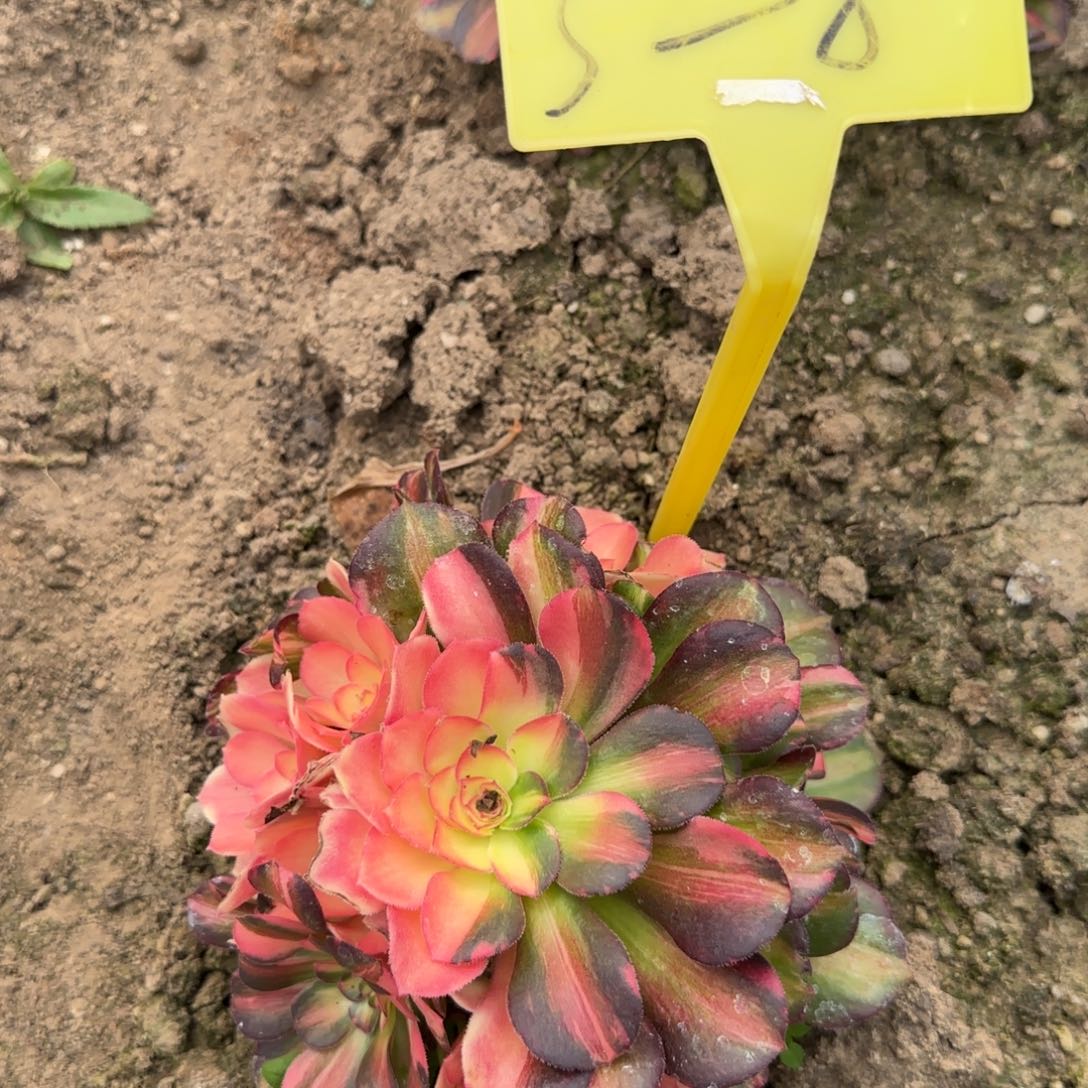 5-8--多头多肉植物