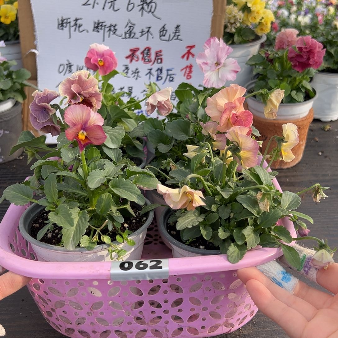 大部分花苞少量开放062号