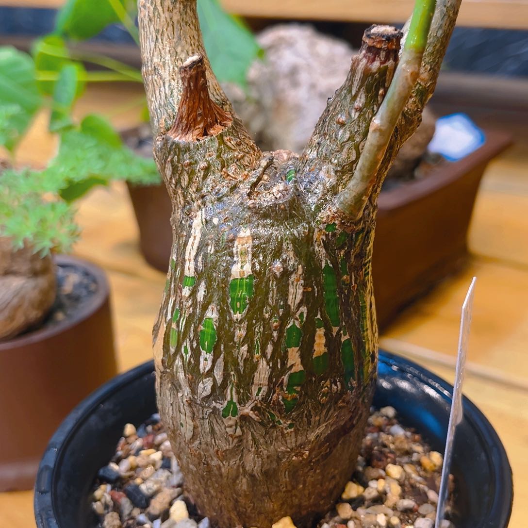 A22，库洛米造型龟甲木棉