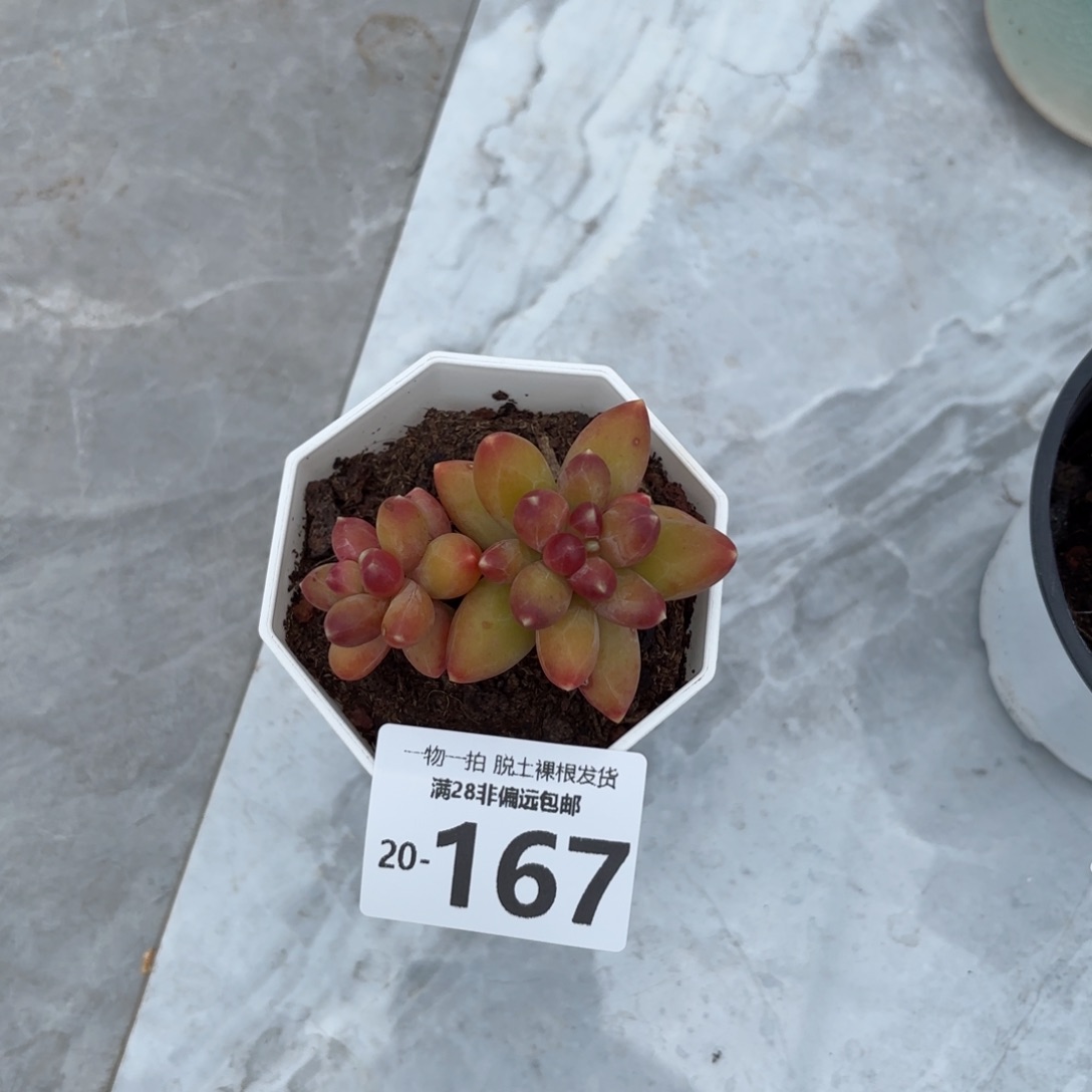 千代田多肉多肉多肉