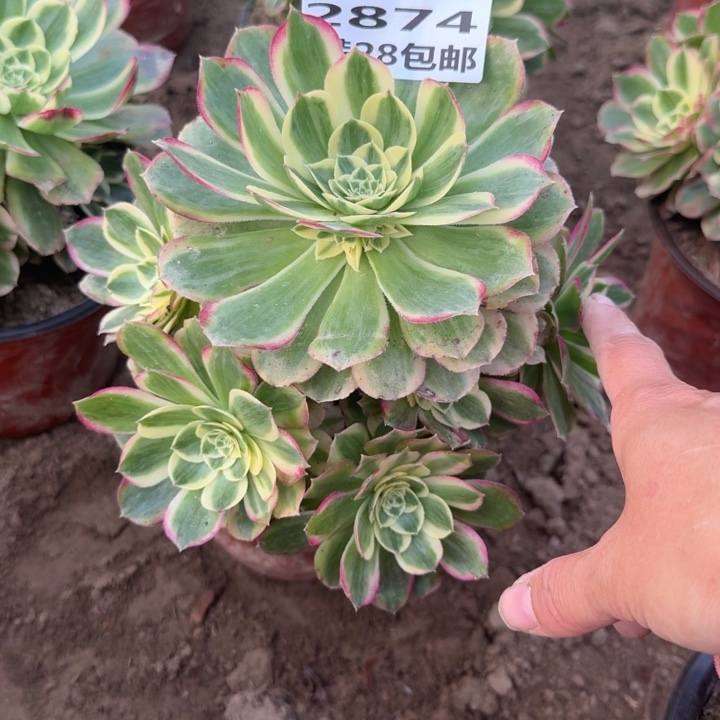 2874二号棚玉芙蓉A