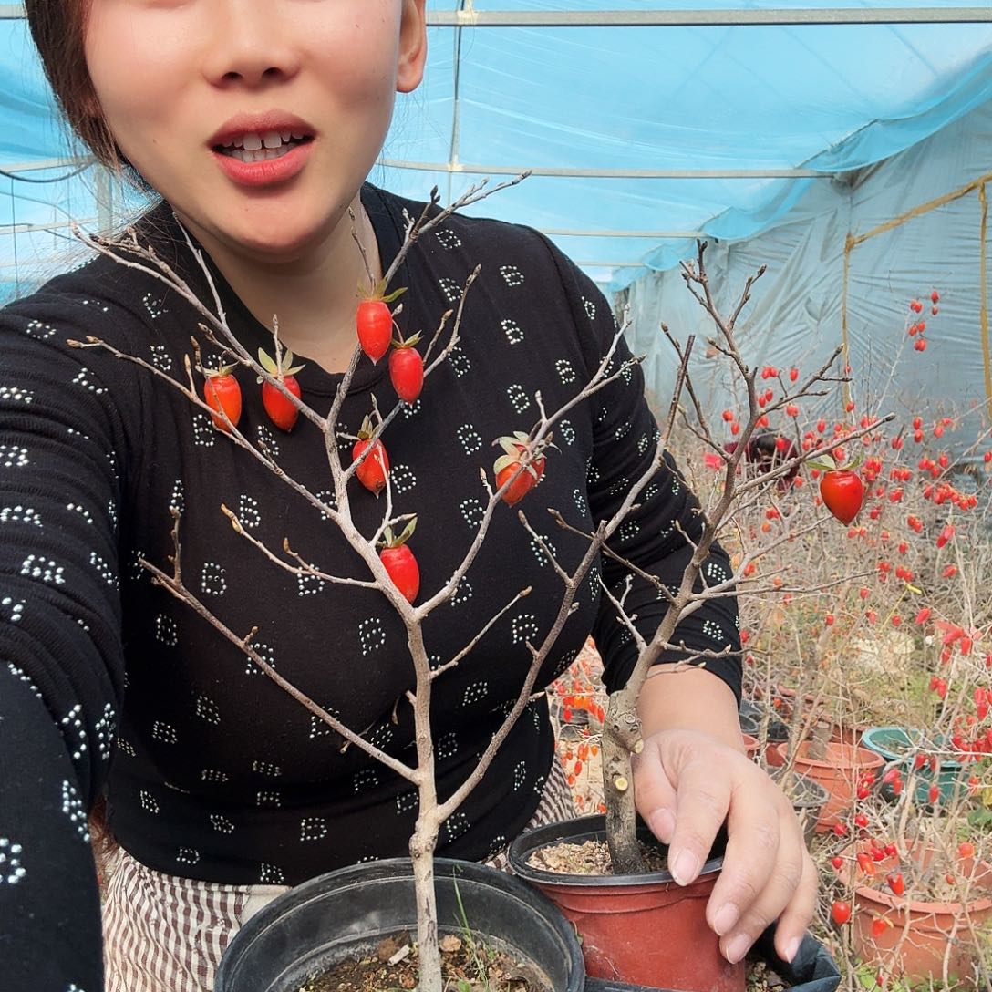 陈***吉完全开放老鸭狮子
