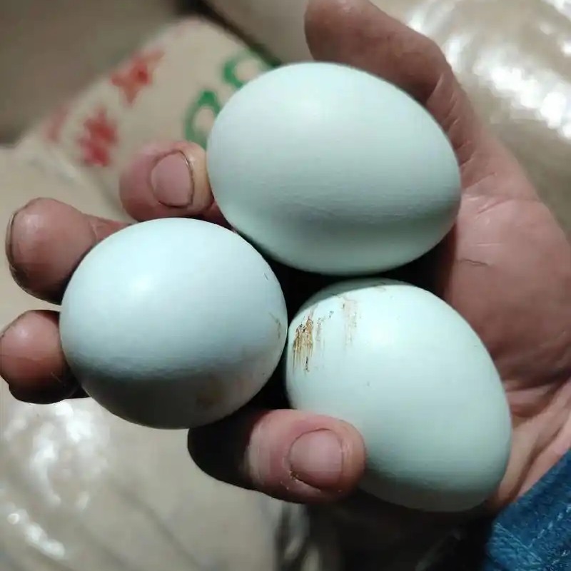 新鲜正宗土鸡蛋绿壳乌鸡蛋无菌无抗粮食蛋农家散养生鲜50个鸡蛋包送