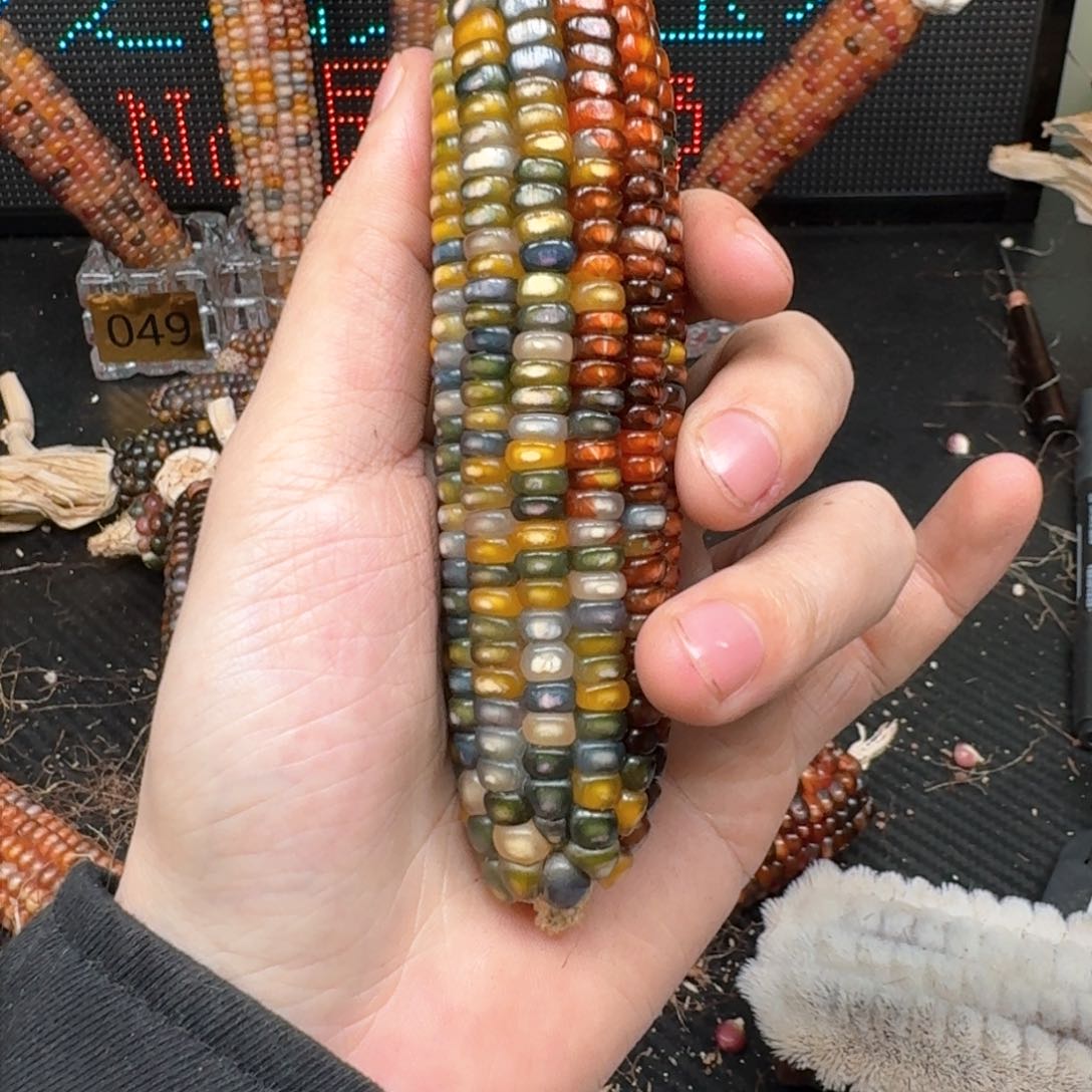 柏香籽/百香籽吊坠痣*啊