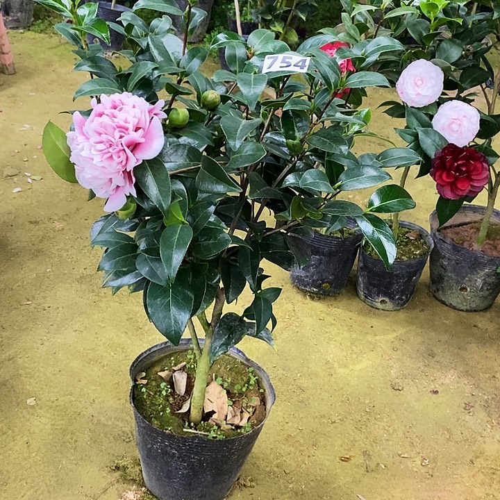 志愿者。  茶花。   754。     