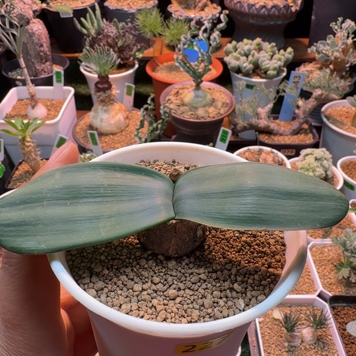 B b灯台百合227 仙人掌