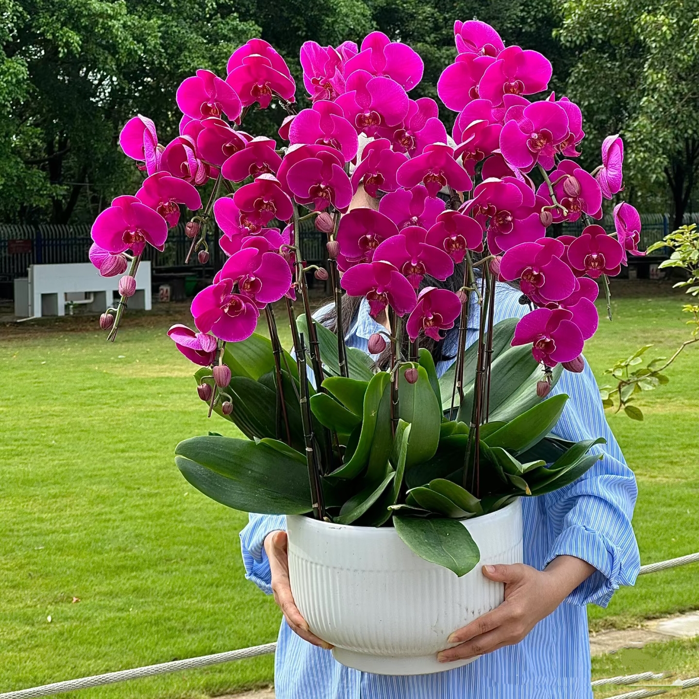 紫色大辣椒 北京同城蝴蝶兰 专车配送上门 北京基地培育种植