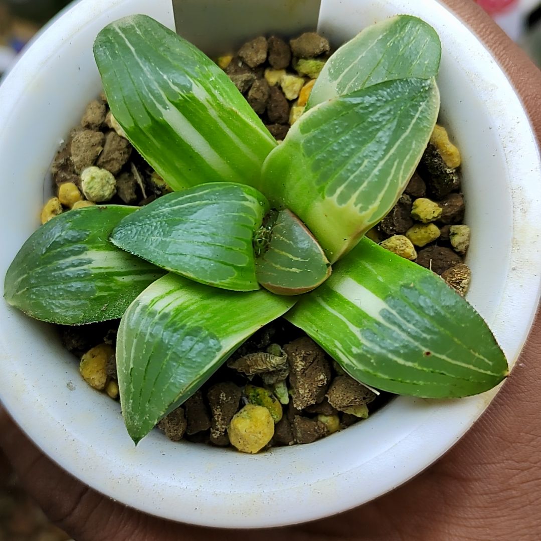 228号史扑锦 6厘米左右一物一拍带盆满38包邮发货