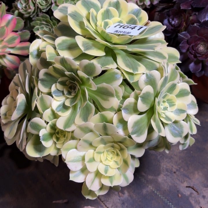 瑞妈，，。。。。641绿豆沙，