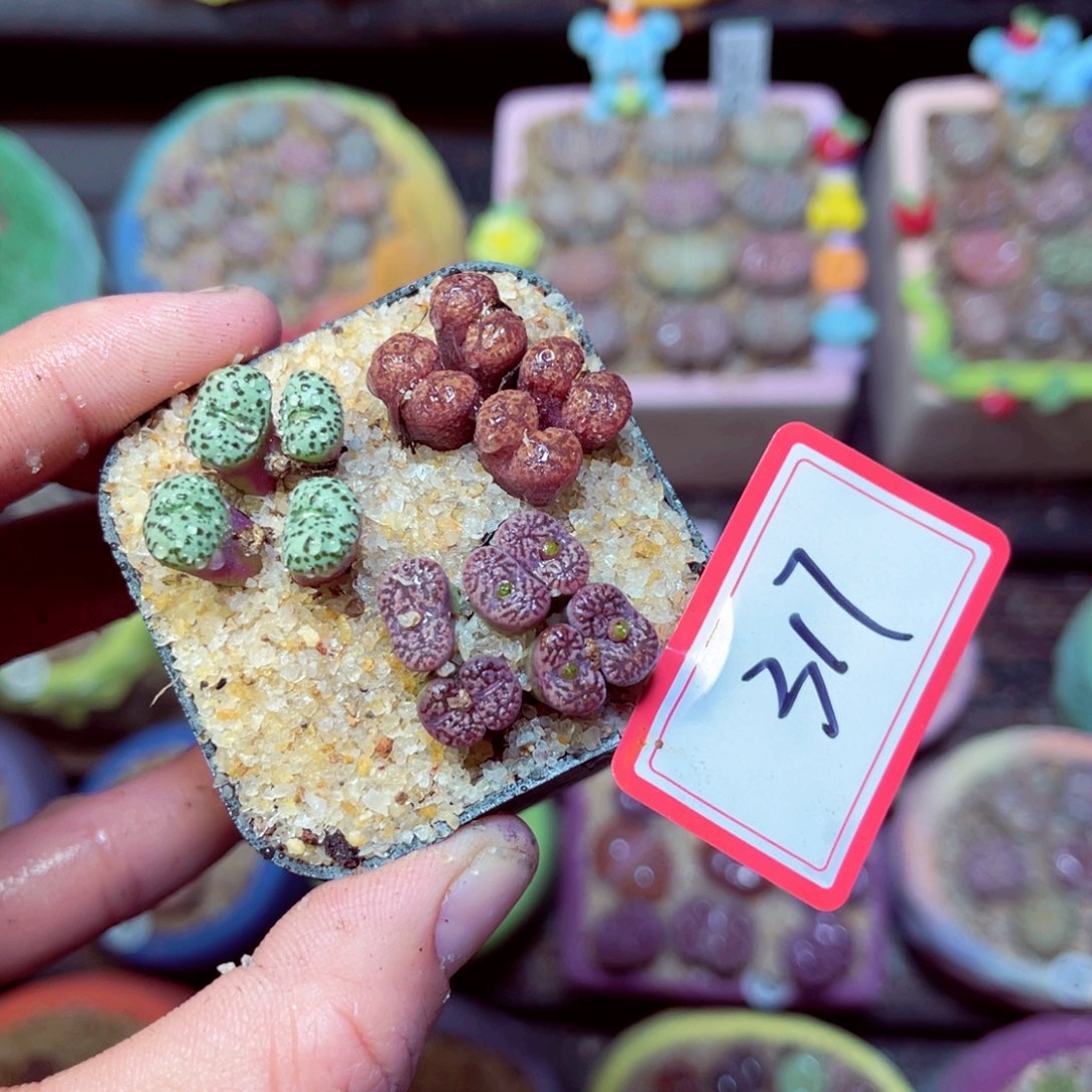 317生石花带盆发1