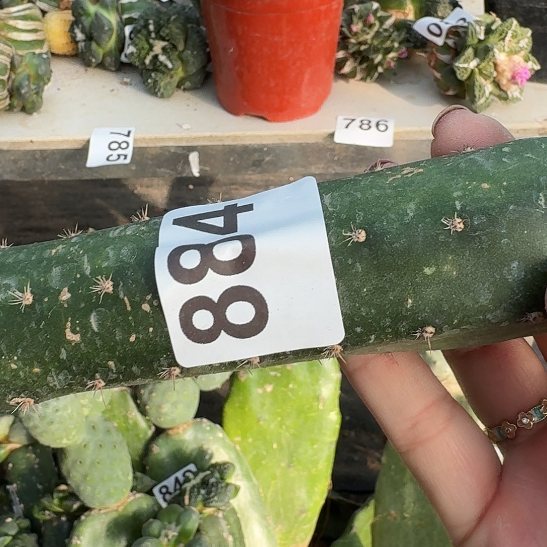 少量花朵（建议范围：2朵-5朵 或40%以下）大尤锦牡丹884