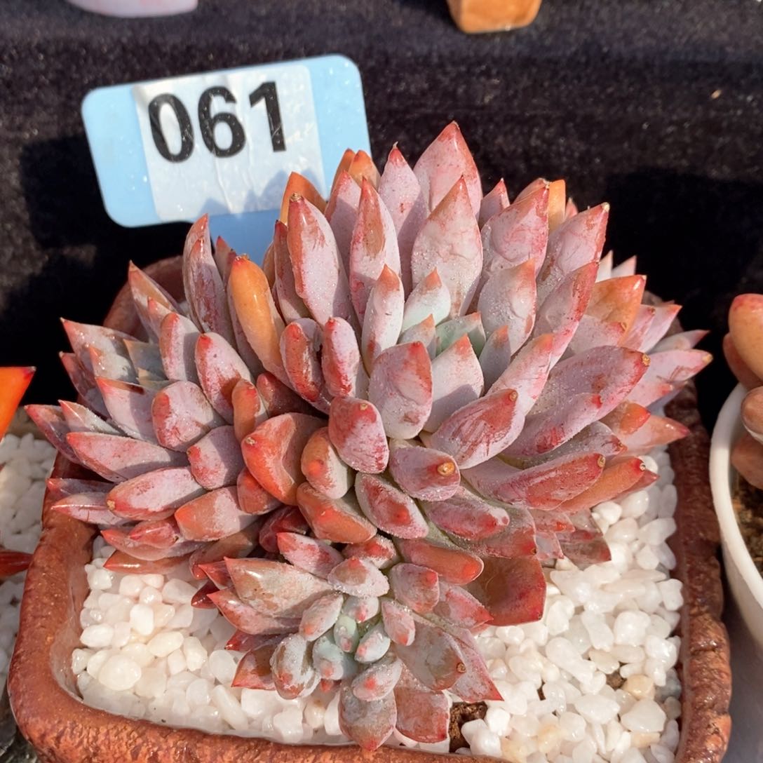 虞特美人多肉植物盆栽