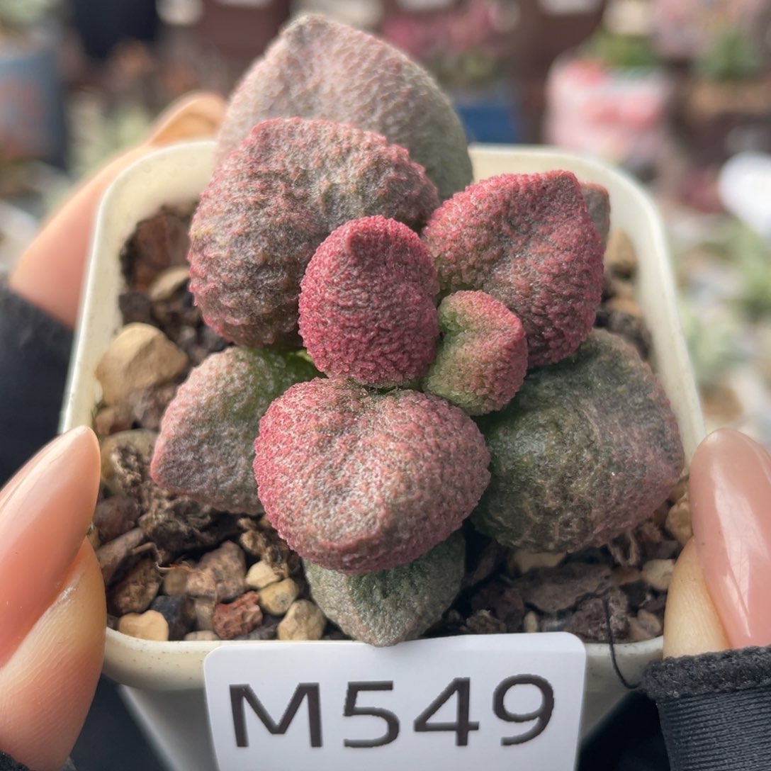      水蜜桃。  549。   