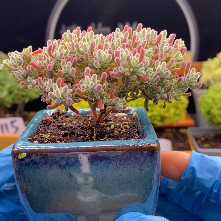 无花朵133冰紫。     