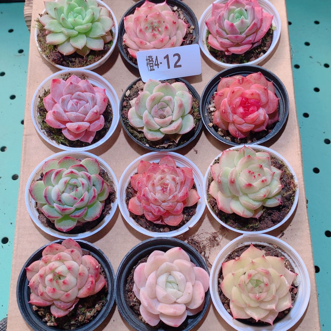 4-12一物一拍多肉带盆18颗