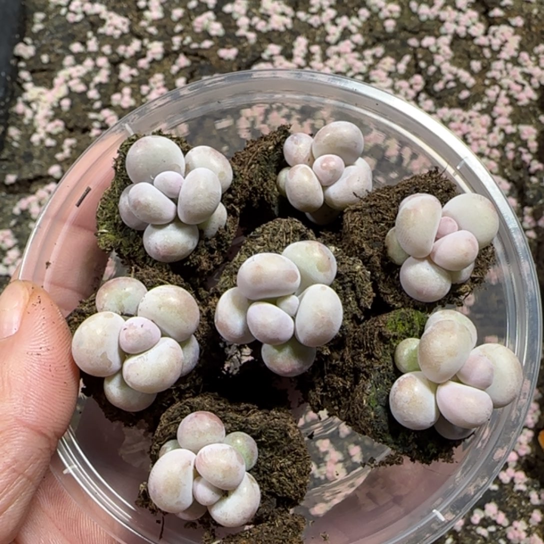 彩虹奶酪一盒7颗颗