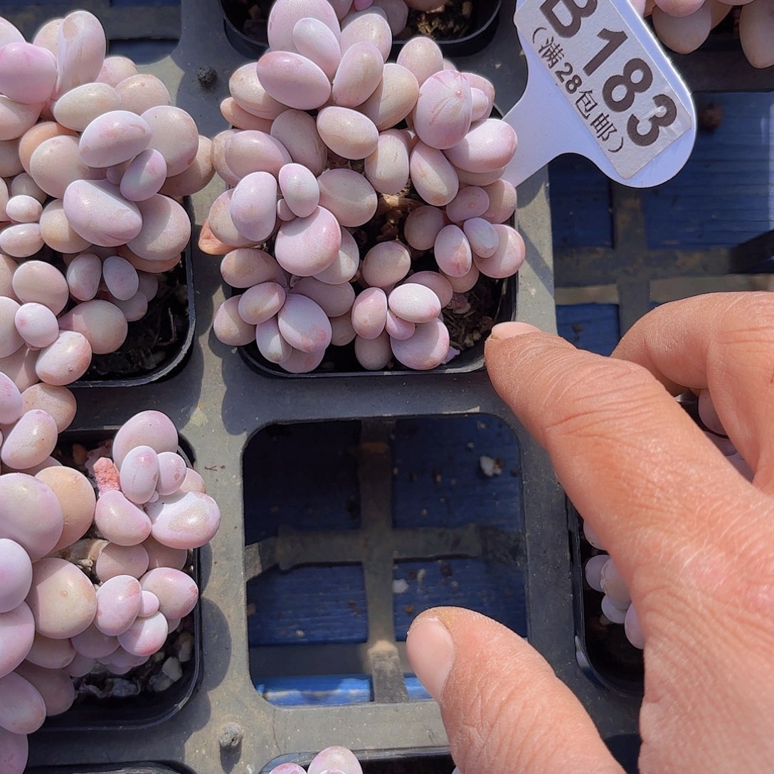 B183桃蛋一物一拍