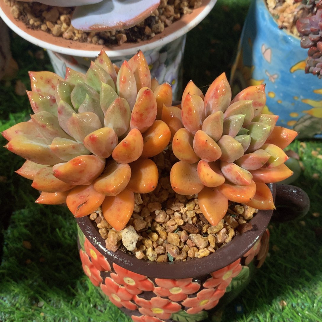 红象牙11 公分一物一拍