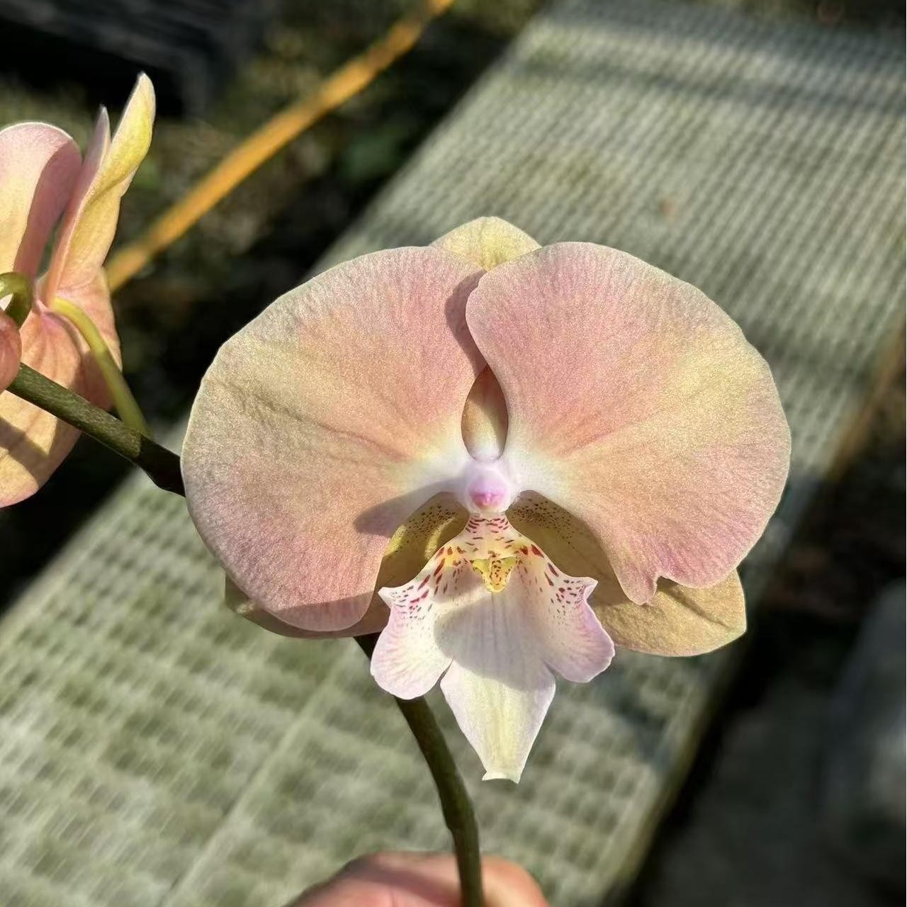 2.5寸 日出-开花株（叶瑕有老化根、苗价） 原生趣味兰 花