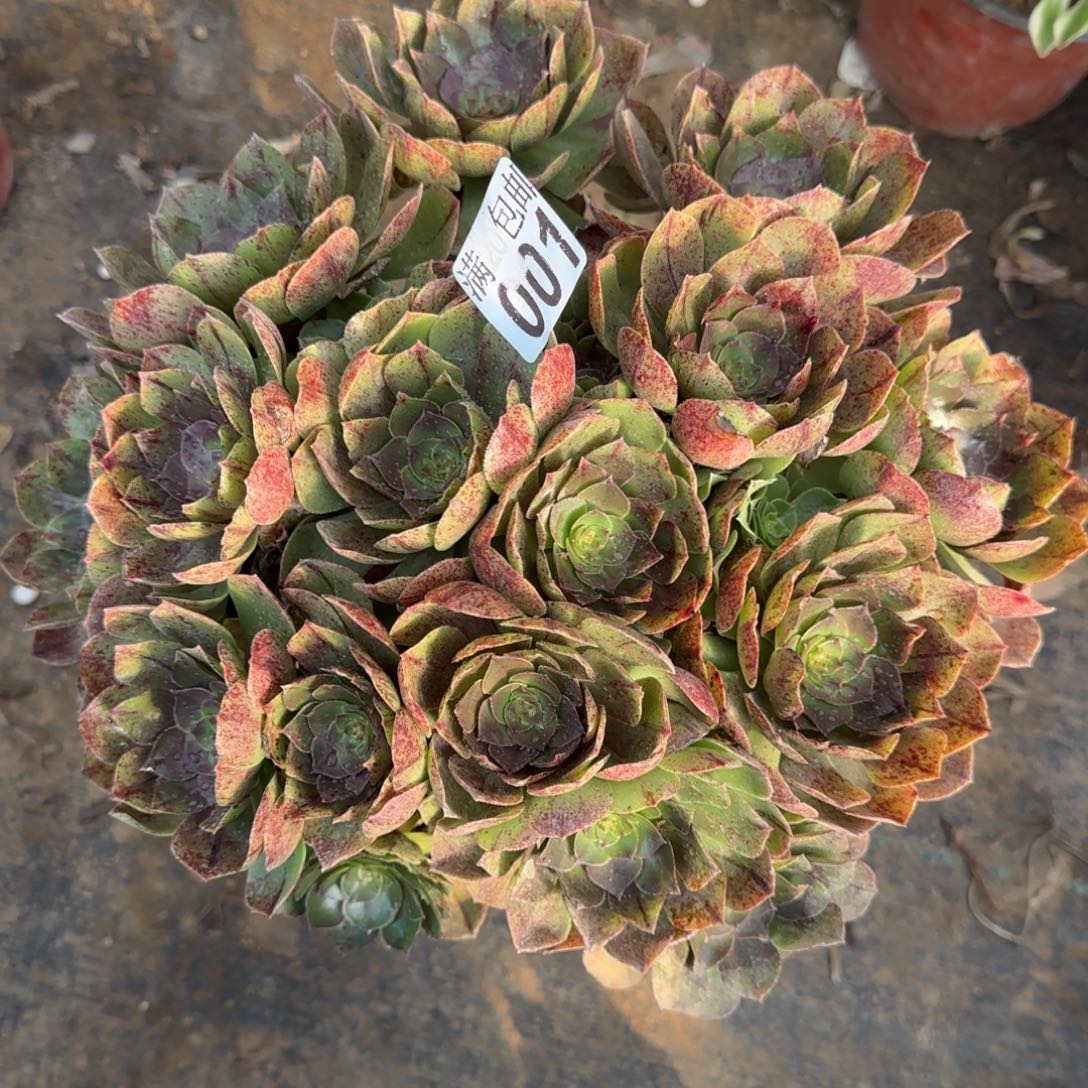 万拉丝001满20包邮断枝不包