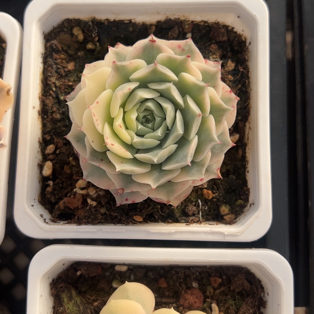 海琳娜宽锦多肉植物