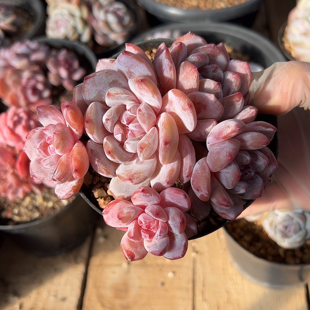 5头雪天使哈哈哈哈哈