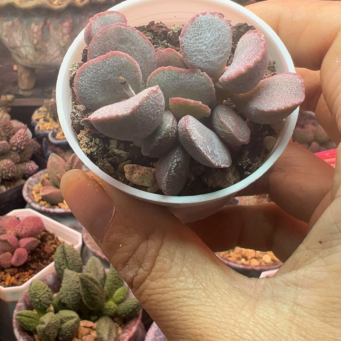 一组自拍，感谢支持