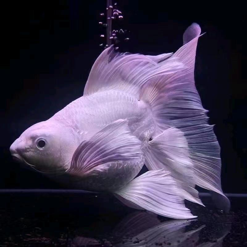 蝴蝶鲤贵妃顺丰包邮