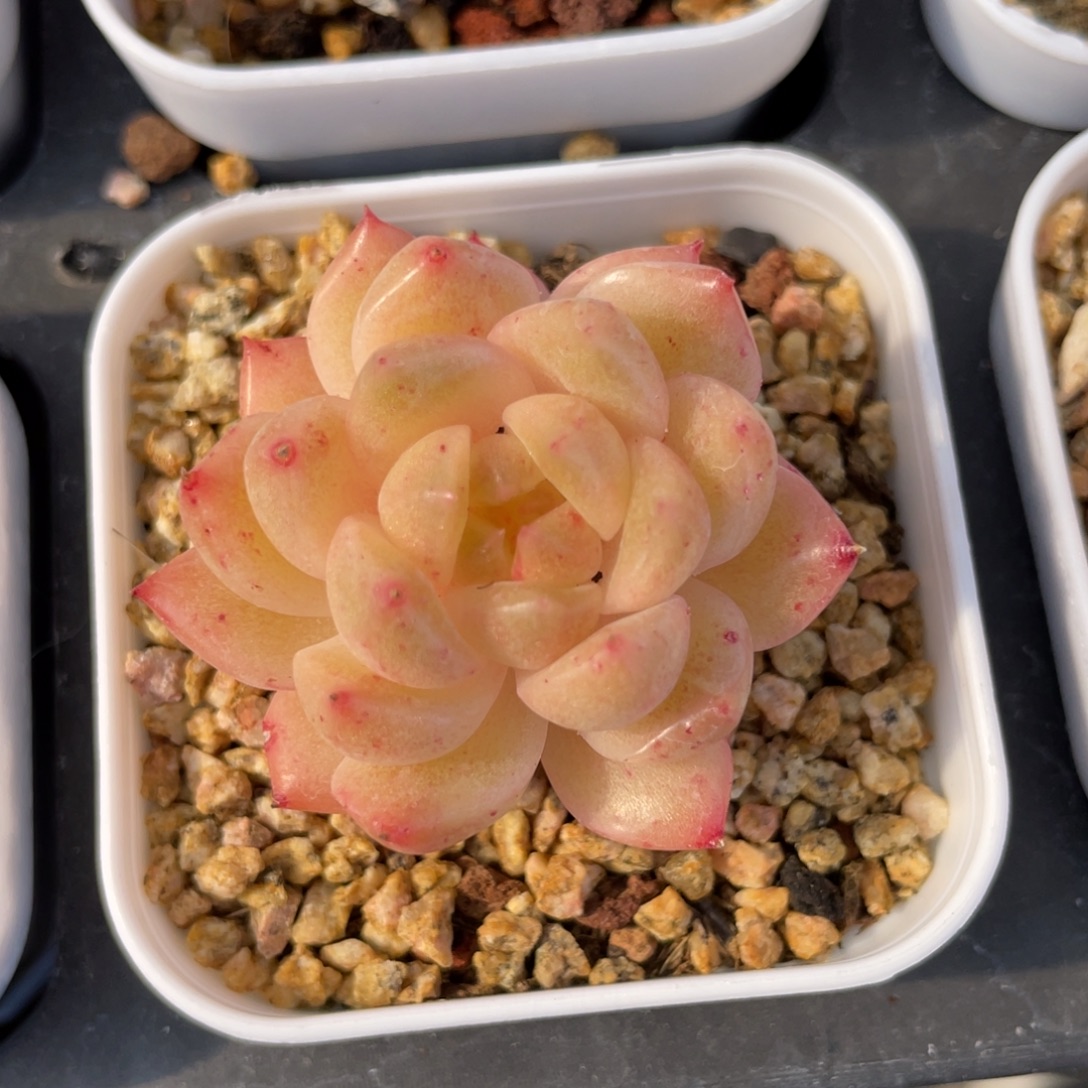 优选麦杆小精品多肉1401