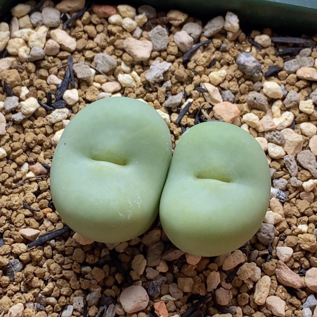 双头大嘴好看好看好看