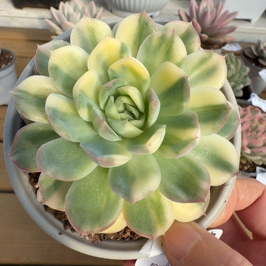 草莓冰锦1111122-52