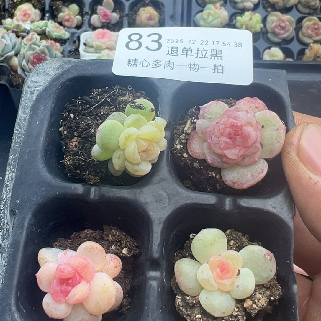 糖心多肉一物一拍83