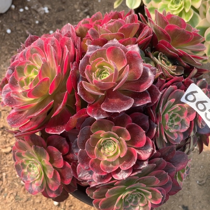 665多肉植物安娜