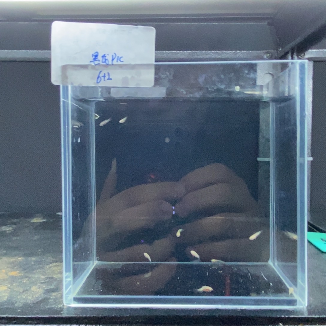 斗鱼包活不包损所见即所得176