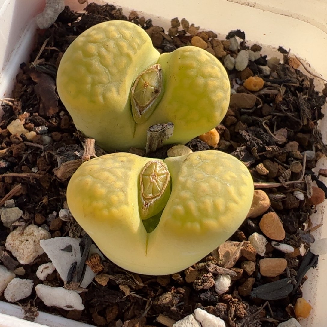 661多肉植物组合