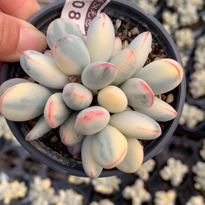 乒乓福娘锦多肉植物