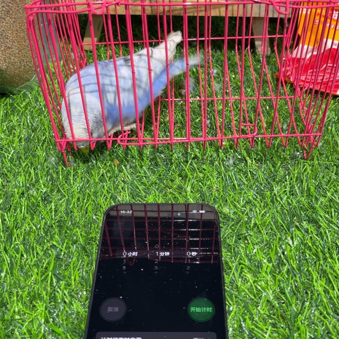 用***5虎皮鹦鹉大头虎皮鹦鹉一只，一物一拍不退换竞拍